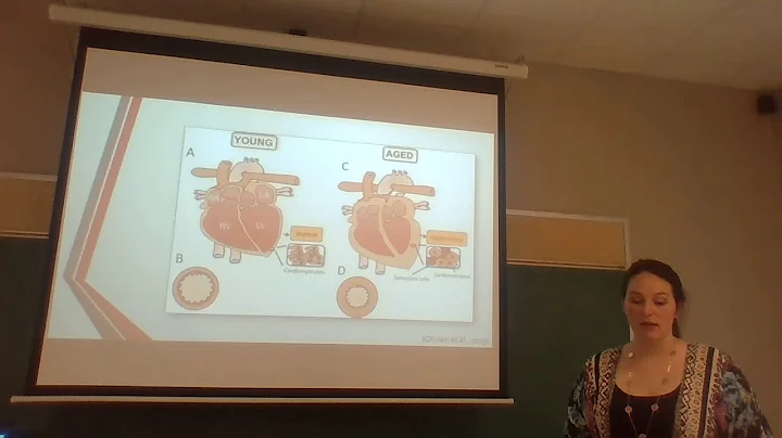 Cardiovascular System Changes in the Older Adult