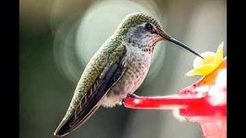 Fueling the Hummingbird’s Extreme Biology