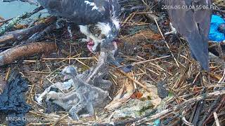 MNSA Osprey-Cam: 6/01/18