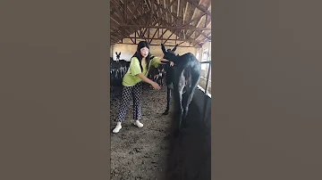 Funniest Donkey Ever Donkey Training The Fun Way 16 