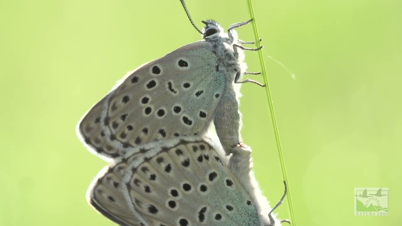 Maculinea - Azuré du Serpolet