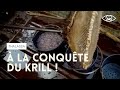 À la conquête du krill, crevette de l'Antarctique  (reportage complet) - Thalassa