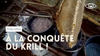 À la conquête du krill, minuscule crevette de l'Antarctique