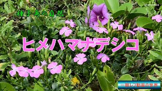 ヒメハマナデシコ 初夏から秋にかけて暖地の海岸砂地で花茎の先端に一輪のピンク色の花を咲かせた開花風景～種子島の自然