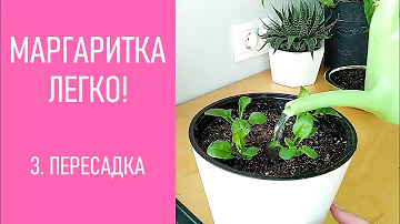 МАРГАРИТКА - ЛЕГКО! Пересадка рассады маргаритки в горшок