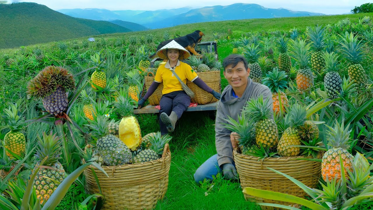 Harvest Pineapple With My Brother To Sell At The Market, Plant A ...