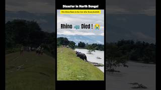 😢 Pray For North Bengal উত্তরবঙ্গ #disaster #northbengal #northeast #rhino #wildlife #shorts #nature