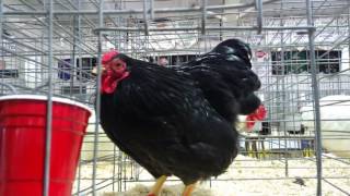 Black Wyandottes cockeral 2017