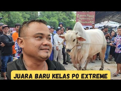 Ini Dia Juara Baru Kelas PO Extreme Kontes APPSI Kemayoran‼️Lembu Benggolo Menyala🔥