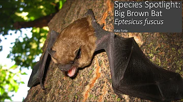 Species Spotlight: Big Brown Bat