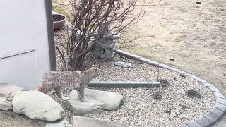 Bobcat or lynx?