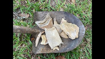Digging for Megalodon Teeth