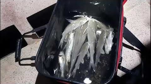 chuyến đi câu cá biển gò công tiền giang