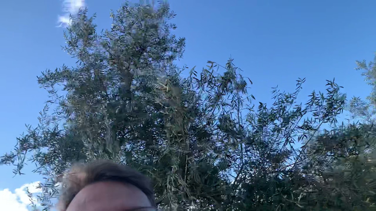 Cubiertas vegetales en Olivar de Plata