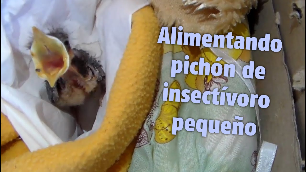 Alimentación de un pichón insectívoro muy pequeño