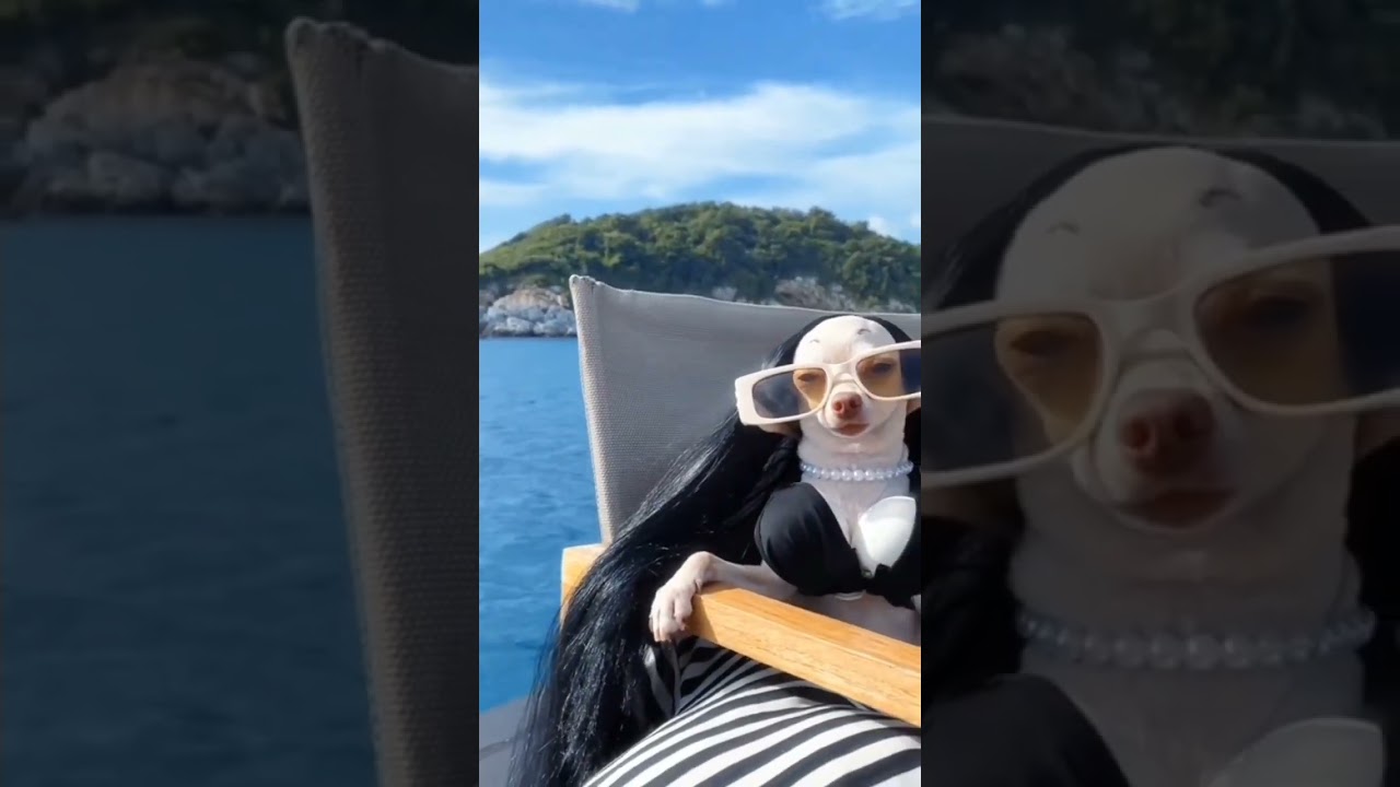 funny animal moments 