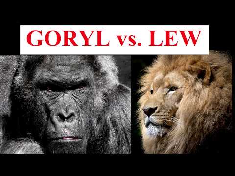 Wideo: Kto Jest Silniejszy - Goryl Czy Lew?