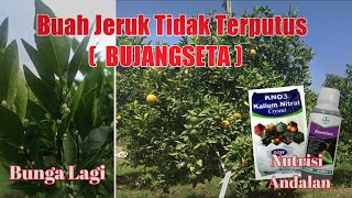 Nutrisi Untuk Buah Jeruk Tidak Terputus ( Bujangseta )