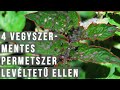 Tetves a paradicsom? - 4 vegyszermentes szer levéltetű ellen / kert TV