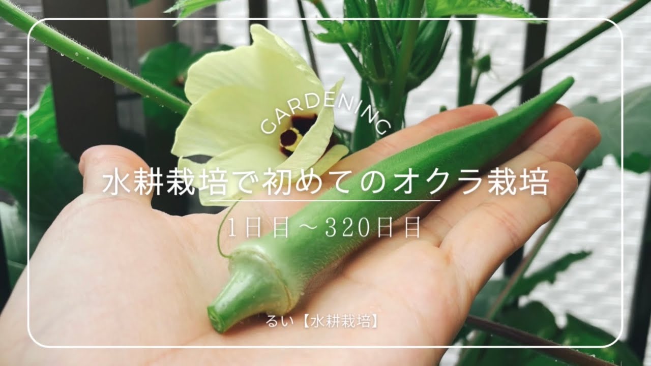 【水耕栽培】オクラを育ててみた　1日目〜320日目