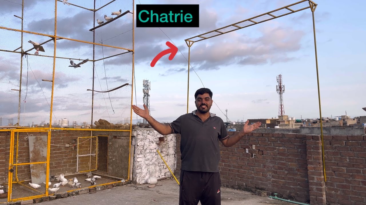 Kabootar ki chatrie lagha die😘wow||New baby pigeon khol diya