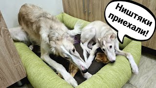 видео: Распаковка: поводки, лежанки, лакомства для собак. У кого мы заказываем амуницию? картинка: Распаковка: поводки, лежанки, лакомства для собак. У кого мы заказываем амуницию?