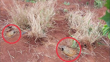 #7 Bẫy Chim Cút Rừng | Forest Quail Trap | Kho Làm Nông TV