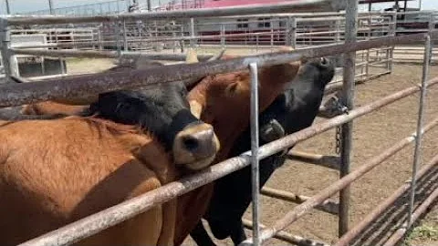 Watch now: Cowboys discuss steer wrestling at annu...