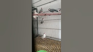 Ghulam Mustafa Birds l White Java l Silver Java l Gray Java l Fawn Java l Java Birds Breeding