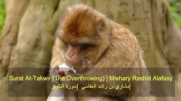 Surat At-Takwir  | Mishary Rashid Alafasy | مشاري بن راشد العفاسي | سورة التكوير