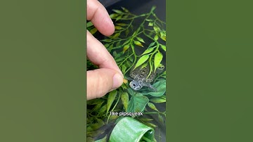 Want A BABY TURTLE? 🐢 WATCH THIS! ⚠️