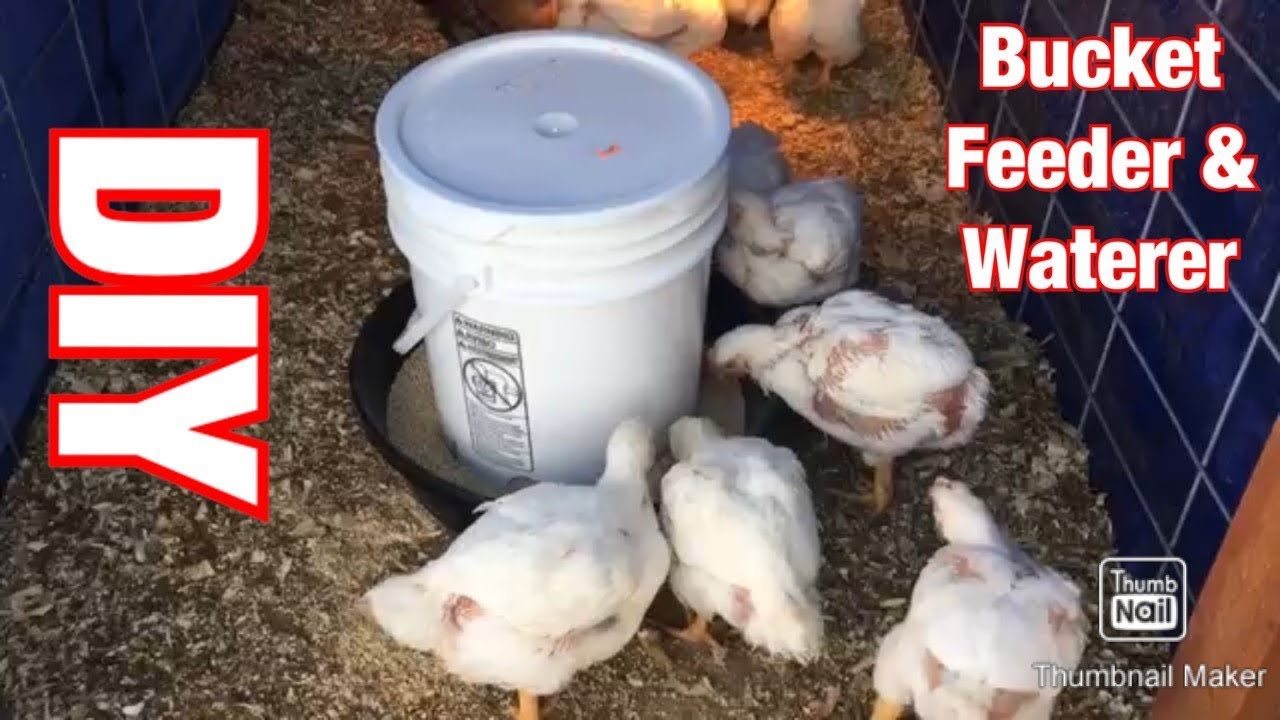 DIY Prototype of my Low Voltage 5Gal Bucket Chicken Water Heater/Pump :  r/BackYardChickens