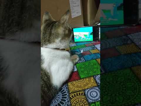  Kucing  paham film  kartun  YouTube