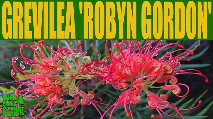 Grevillea 'Robyn Gordon'  Australian Native Plants