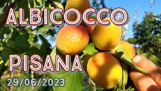 Albicocco Pisana 3Foglia