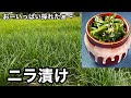 美味しいニラを常備菜に！ニラ漬け