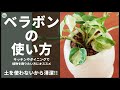 土を使わないで観葉植物を育てる！ベラボンの使い方【ポトスの植え替え】