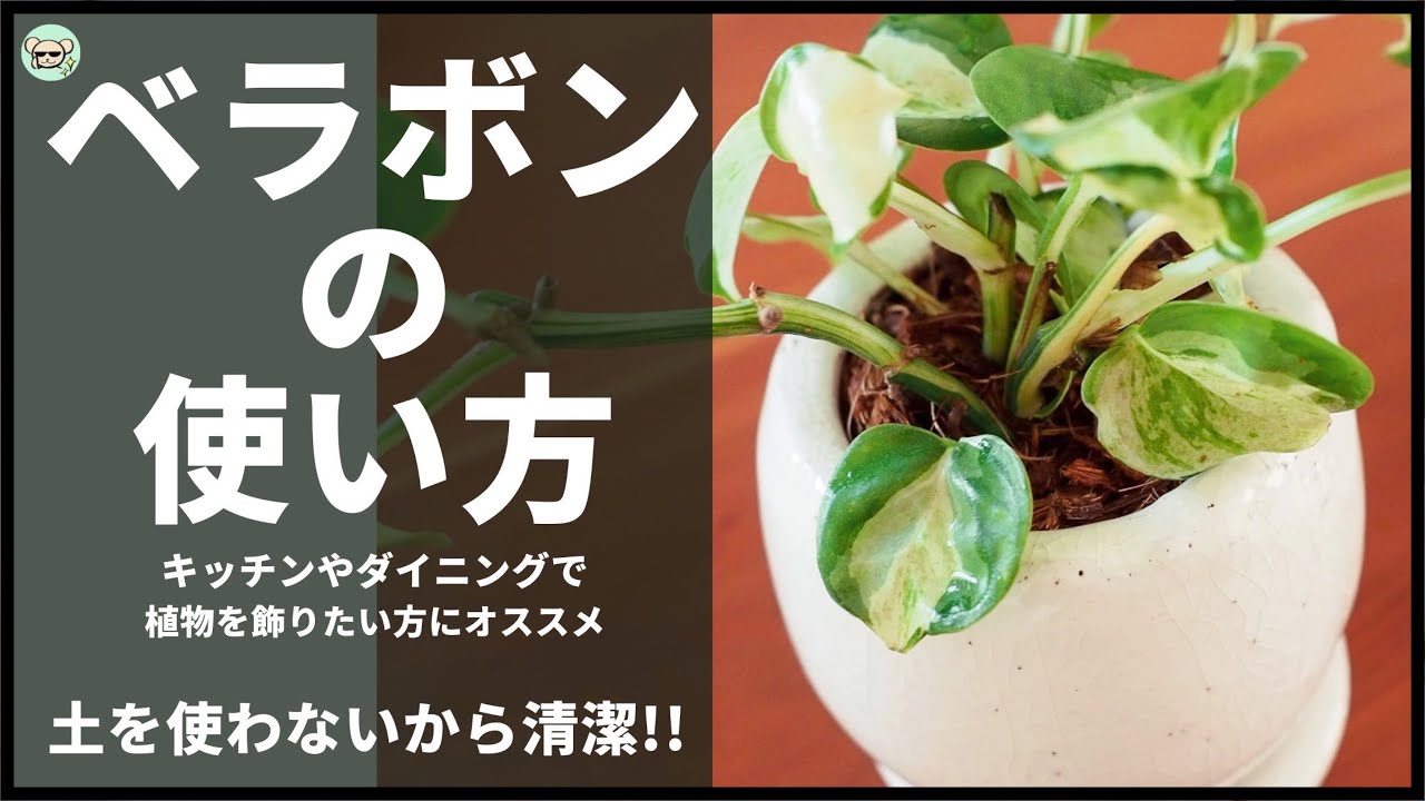 水栽培で根が出たポトス を土に植え付ける方法 注意点も解説 Youtube