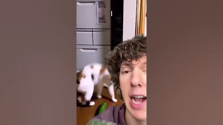 CATS ARE SCARED OF CUCUMBERS? #shorts