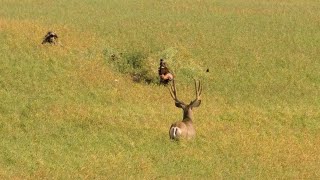 Alberta Mule Deer Double- Winchester Deadly Passion Full Episode