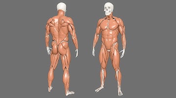 ZIVA VFX Muscle Setup by Ricardo Medina Fernández  | Student Demo Reel