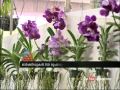 Orchid festival Kochi marine drive