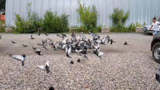 Замедленная съемка полета голубей