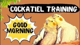 Pelatihan Berbicara Selamat Pagi untuk Burung Kakaktua, Cara mengajari burung kakaktua Anda untuk berbicara