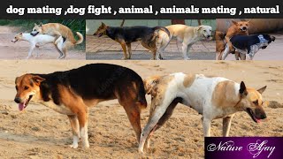 Download Lagu dog mating, dog fight, animal, animals mating, natural, naughty dog, nature, birdsvoice| NatureAjay  MP3