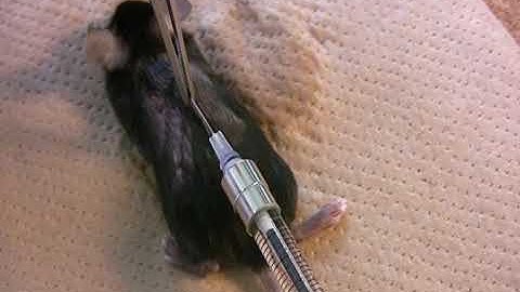 Subcutaneous (S.C.) injection in mice