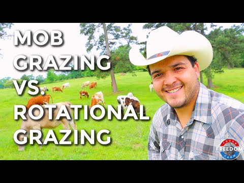 The Difference Between Rotational Grazing vs. Mob Grazing
