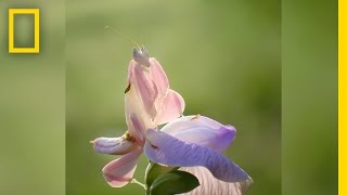 Insect Or Flower? This Bug Is A Master Of Deception