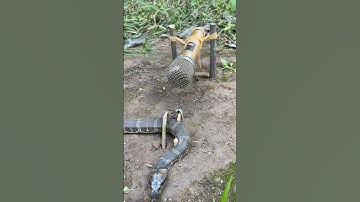 DIY Snake Trap using Microphone #creativesnaketrap #buildsnaketrap