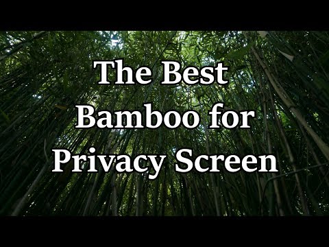 Introduction to the Best Bamboo for a Privacy Screen